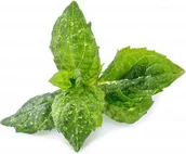 Pozostałe akcesoria do uprawy roślin - Veritable Veritable wkład nasienny Lingot - mięta VE-0068264 - miniaturka - grafika 1