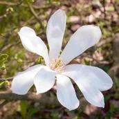 Sadzonki drzew krzewów - Magnolia różne odmiany 120-140 cm 7 5L - miniaturka - grafika 1