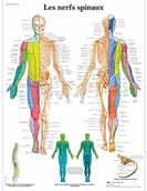 Pozostałe kosmetyki - 3B Scientific anatomiczne krojenia VR2621UU - miniaturka - grafika 1