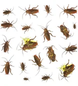 Halloween - GU Naklejki karaluchy na Halloween - 20 szt. GU26312 - miniaturka - grafika 1