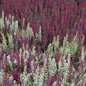 Sadzonki drzew krzewów - Wrzosiec delikatny (Erica gracilis) czerwony P11 - miniaturka - grafika 1