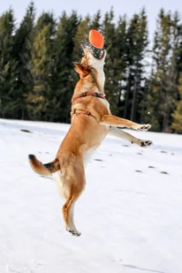 PitchDog PitchDog Piłka Rugby Sport Ball śr. 9 cm, dł. 14 cm Pink - Zabawki dla psów - miniaturka - grafika 5