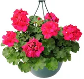 Sadzonki drzew krzewów - Pelaergonia kosz - miniaturka - grafika 1