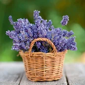 Sadzonki drzew krzewów - Lawenda wąskolistna doniczka śr. 11 cm - miniaturka - grafika 1