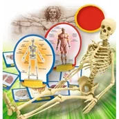 Mały naukowiec - Lisciani Giochi Poznaj ciało człowieka - miniaturka - grafika 1