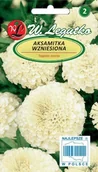 Nasiona i cebule - Legutko Aksamitka wzniesiona kremowobiałe 5903837330300 - miniaturka - grafika 1