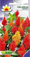 Nasiona i cebule - Toraf KWIATY Celozja pierzasta mix nasiona 0,5g 00356 - miniaturka - grafika 1