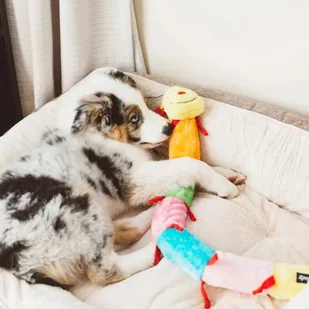 Zippy Paws ZIPPY PAWS PLUSZ STONOGA XXL 77 cm - Zabawki dla psów - miniaturka - grafika 3