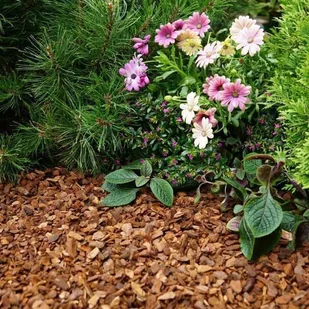 Sobex Kora sortowana Primo 10 - 20 mm 20 l MP100PR20000000M2 - Ziemia ogrodowa - miniaturka - grafika 2