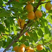 Sadzonki drzew krzewów - Morele w odmianach - miniaturka - grafika 1