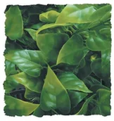 Dekoracje do akwarium - Zoo Med zoomed 40006246 cannabis, M 976121 - miniaturka - grafika 1