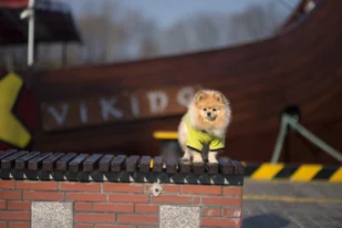 Ami Play T-shirt Miami 25cm - Ubranka dla psów - miniaturka - grafika 6