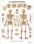 Pozostałe kosmetyki - 3B Scientific anatomiczne krojenia VR2113UU - miniaturka - grafika 1