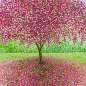 Kartki okolicznościowe i zaproszenia - Susan Entwistle Susan Entwistle Karnet z kopertą Wiosenny kwiat 441546 - miniaturka - grafika 1