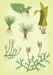 Wydawnictwo MAC Atlas biologiczny dla klas 5-8 szkoły podstawowej 881142 - Podręczniki dla szkół podstawowych - miniaturka - grafika 10