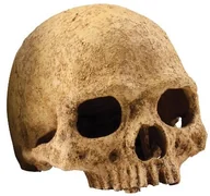 Dekoracje do terrarium - Exo Terra czaszka martwa ukrywa gady - miniaturka - grafika 1