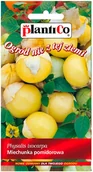 Nasiona i cebule - Plantico Miechunka Pomidorowa - miniaturka - grafika 1