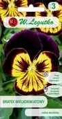 Nasiona i cebule - Legutko Bratek wielokwiatowy brązowo-żółte 5903837351152 - miniaturka - grafika 1