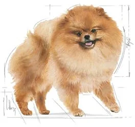 Royal Canin Pomeranian 12x85g karma mokra pasztet dla psów dorosłych rasy Pomeranian 44423-uniw - Mokra karma dla psów - miniaturka - grafika 6