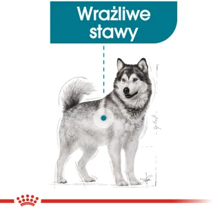 Royal Canin CCN Maxi Joint Care 10 kg - Sucha karma dla psów - miniaturka - grafika 3