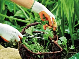 Spontex RĘKAWICE LADY GARDEN M 310037 000717 - Inne artykuły do sprzątania - miniaturka - grafika 8