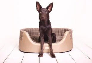 Ami Play Legowisko Elipsa Venus złote M - Legowiska dla psów - miniaturka - grafika 5