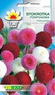 Nasiona i cebule - Toraf KWIATY Stokrotka pomponowa mix nasiona 0,2g 00490 - miniaturka - grafika 1