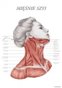 Meble i wyposażenie gabinetów medycznych - Marta Pawelec - ilustrator medyczny Plakat anatomiczny - Mięśnie szyi 11-0021 - miniaturka - grafika 1
