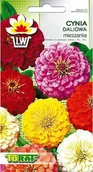 Nasiona i cebule - Toraf KWIATY Cynia daliowa mix nasiona 1g 00362 - miniaturka - grafika 1