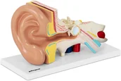 Pomoce naukowe - physa Ucho - model anatomiczny -  - PHY-EM-1 - miniaturka - grafika 1