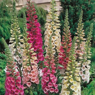 NAPARSTNICA PURPUROWA MIX KOLORÓW 500 NASION - Nasiona i cebule NAPARSTNICA PURPUROWA MIX KOLORÓW 500 NASION - Nasiona i cebule - miniaturka - grafika 1