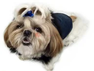Ubranka dla psów - Ręcznie szyta kurtka exclusive granatowa - miniaturka - grafika 1