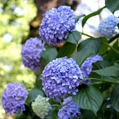 Sadzonki drzew krzewów - Hortensja w odmianach 2L - miniaturka - grafika 1