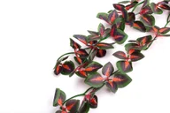 Dekoracje do terrarium - Repti-Zoo Repti-Zoo roślina wisząca 40cm - Koleus Blumego RZ Roslina 40cm TP005 - miniaturka - grafika 1