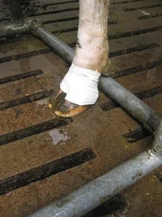 Kruuse Kruuse Opatrunek do kopyt roz "L" 1szt) 220411 - Akcesoria jeździeckie - miniaturka - grafika 2