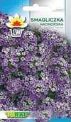 Nasiona i cebule - Toraf KWIATY Smagliczka nadmorska fioletowa 0,5g 00487 - miniaturka - grafika 1