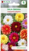 Nasiona i cebule - Legutko Dalia zmienna karłowa półpełna UNWINS - miniaturka - grafika 1