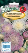 Nasiona i cebule - Legutko Chaber amerykański różowy - miniaturka - grafika 1