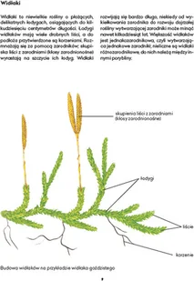 Wydawnictwo MAC Atlas biologiczny dla klas 5-8 szkoły podstawowej 881142 - Podręczniki dla szkół podstawowych - miniaturka - grafika 7