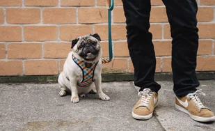 ZeeDog ZEE DOG Szelki dla psa Phantom Air Mesh XS 44300-uniw - Szelki dla psów - miniaturka - grafika 2