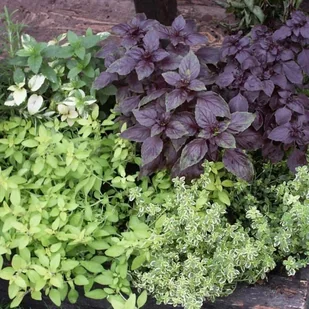 Zioła mix doniczka 15 cm - Sadzonki drzew krzewów - miniaturka - grafika 2