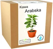 Nasiona i cebule - Zestaw do Uprawy Kawa Arabica drzewo kawowe ziarna - miniaturka - grafika 1