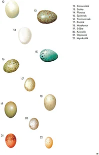 Wydawnictwo MAC Atlas biologiczny dla klasy 6 szkoły podstawowej 881347 - Podręczniki dla szkół podstawowych - miniaturka - grafika 10