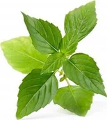 Pozostałe akcesoria do uprawy roślin - Veritable Veritable wkład nasienny Lingot - bazylia tajska VE-0068553 - miniaturka - grafika 1