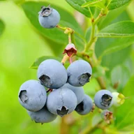 Sadzonki drzew krzewów - Borówka amerykańska (Vaccinium corymbosum) C5 - miniaturka - grafika 1