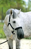 Akcesoria jeździeckie - York Maska na nos przeciwko owadom - COB - miniaturka - grafika 1