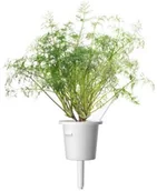 Nasiona i cebule - Click & Grow Kapsułki roślinne Click & Grow Pods Dill Koperek Dill - miniaturka - grafika 1