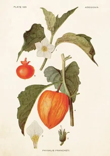 Skona Ting Karnet z kopertą Miechunka rozdęta - Kartki okolicznościowe i zaproszenia - miniaturka - grafika 2