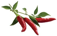 Nasiona i cebule - Click&Grow Kapsułki z nasionami Smart Soil 3 szt. papryczki chilli 4742793007311 - miniaturka - grafika 1