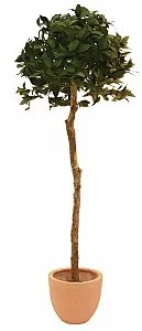 Europalms Europalms Laure Ball Tree, 180cm, Sztuczne drzewo 82506946 - Sztuczne drzewka Europalms Europalms Laure Ball Tree, 180cm, Sztuczne drzewo 82506946 - Sztuczne drzewka - miniaturka - grafika 1